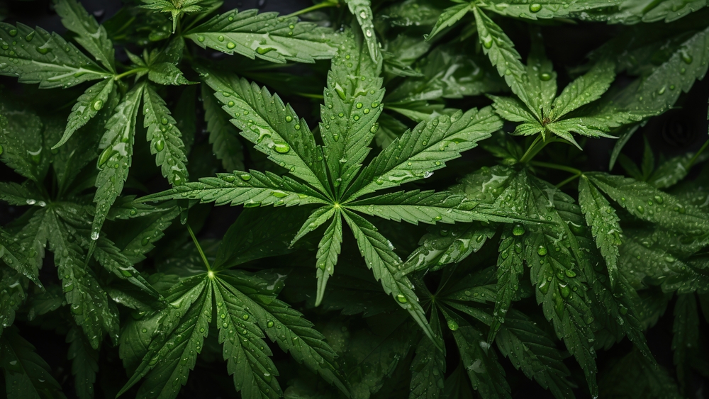 Cannabis leaf